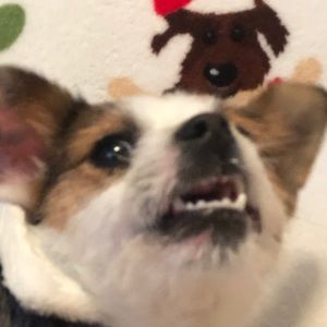 Meet your Posher, Holly